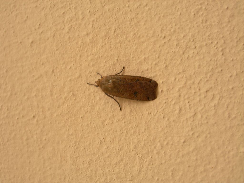 Altra Nottua da id. - Noctua pronuba